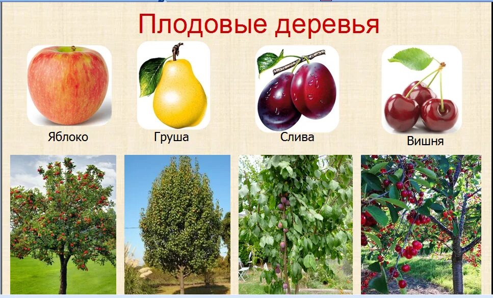 Плодовые деревья и кустарники фото и названия Какие деревья плодовые фото - DelaDom.ru
