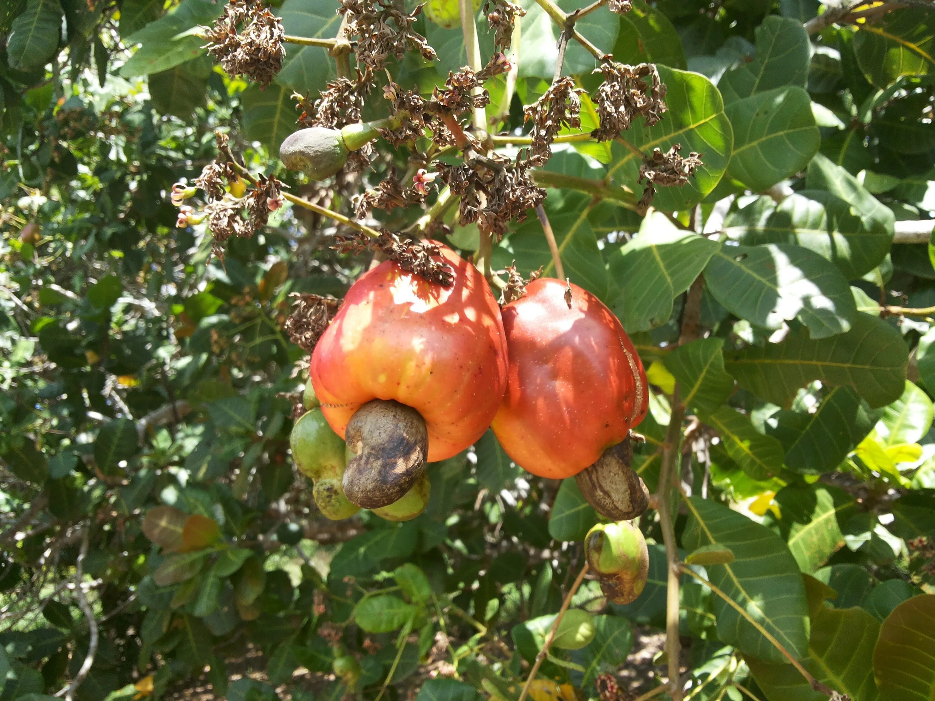 Плодовые деревья краснодарского края фото и названия Cashew nuts on the tree free image download
