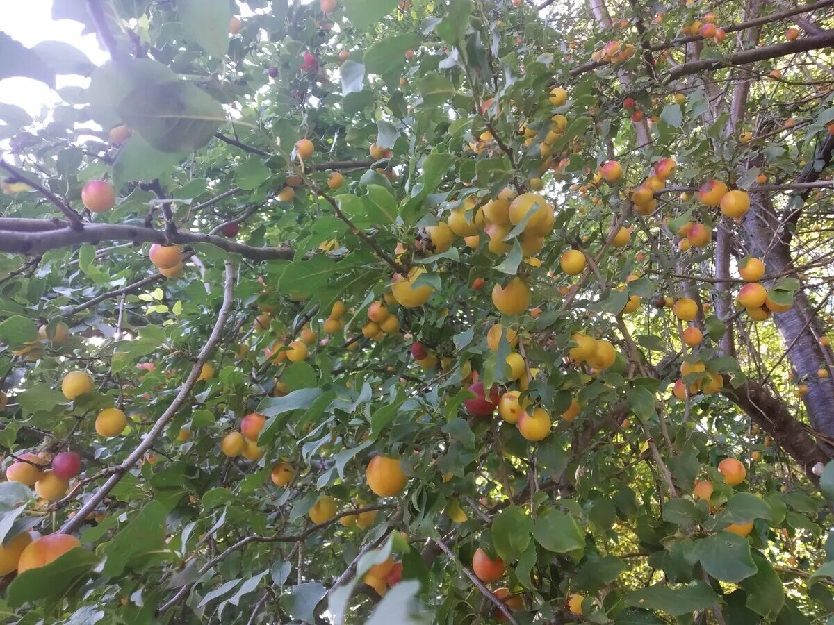 Плодовые деревья краснодарского края фото и названия Фруктовое дерево краснодар: найдено 86 изображений