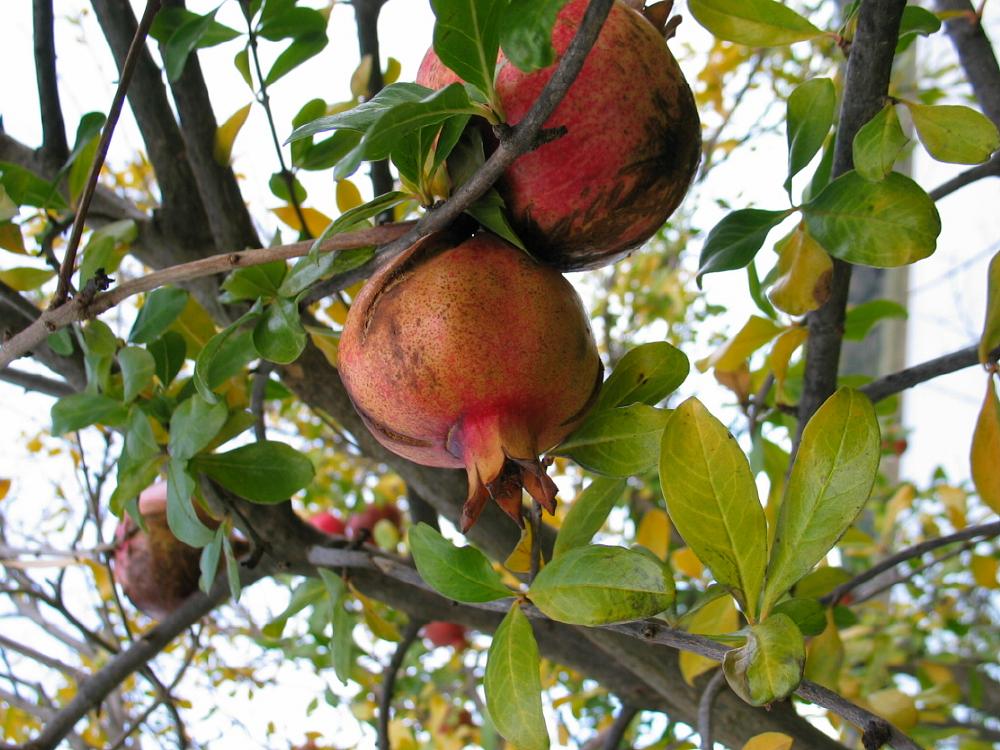 Плодовые деревья краснодарского края фото и названия granaatappel punica granatum pomegranate Dutch treeguide at www.bomengids.nl, Eu
