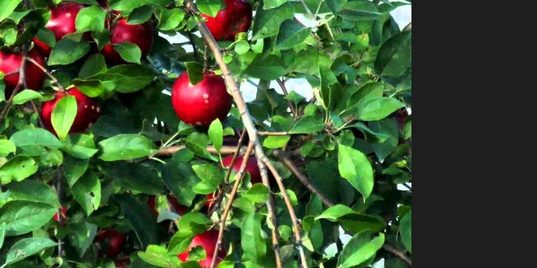 Плодовые деревья краснодарского края фото и названия Confirmation: Flower and Fruit - YouTube