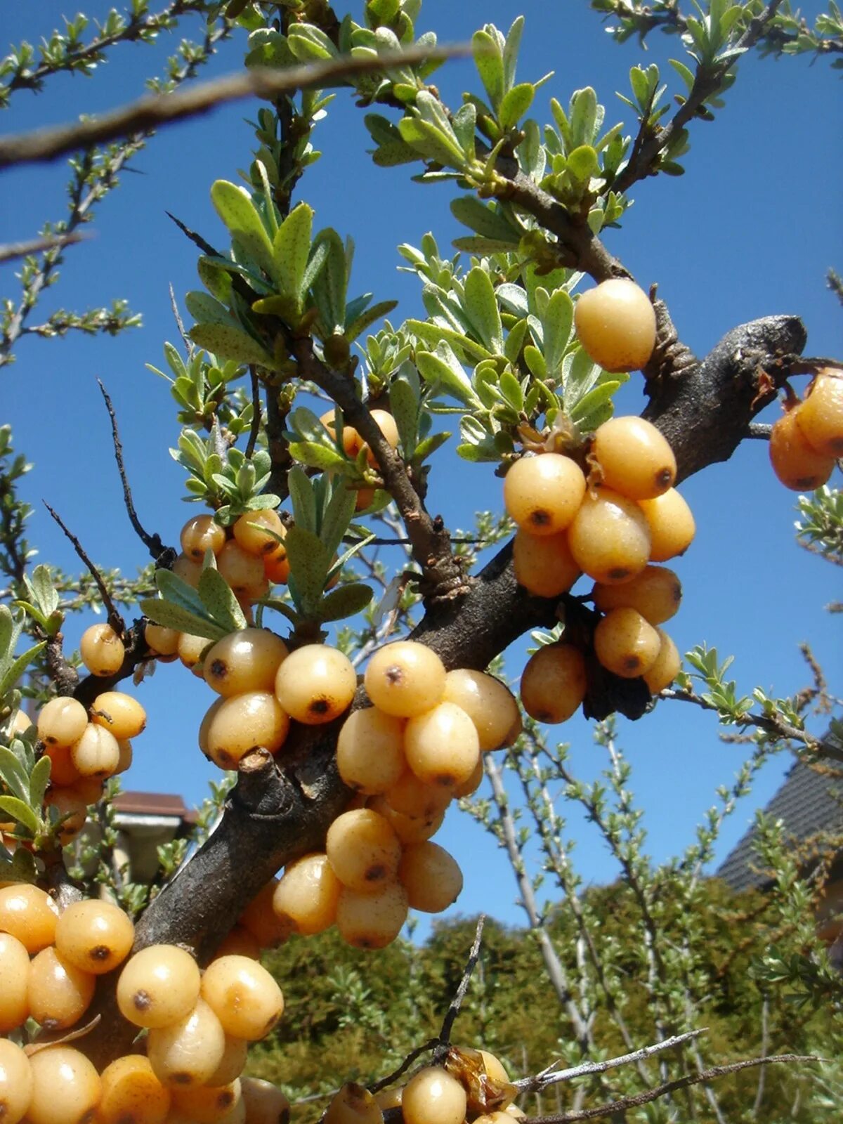 Плодовые деревья крыма фото и названия Free Images : tree, branch, fruit, flower, bush, orange, food, produce, garden, 