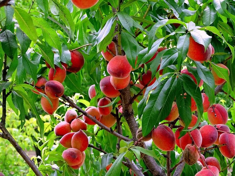 Плодовые деревья крыма фото и названия Enjoy Ontario Fruit Season - AllOntario Персики, Персик, Сад
