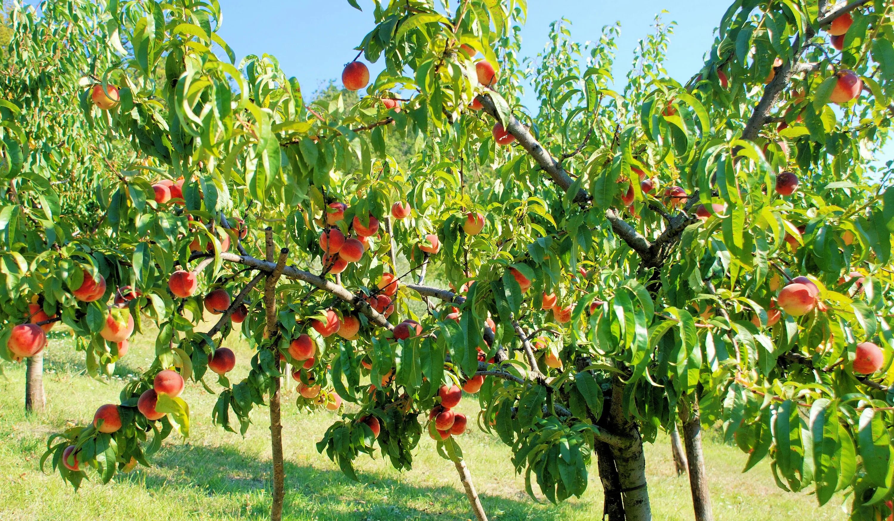Плодовые деревья крыма фото и названия Late peaches Персик, Растения, Огородничество