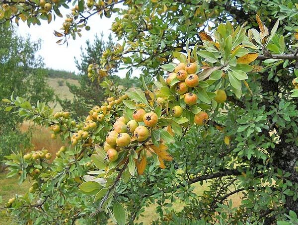 Плодовые деревья крыма фото и названия Груша маслинолистная / Груша / Семечковые / Энциклопедия растений / FloraPedia.r
