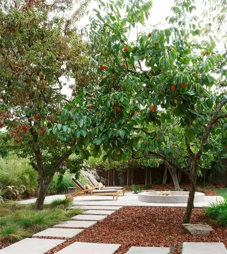 Плодовые деревья на участке фото Growing Fuyu Persimmon Trees Fruit tree garden, Fruit trees backyard, Backyard t