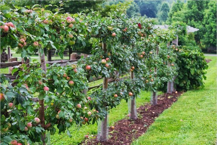 Плодовые деревья на участке фото The Art of Espalier: Growing Fruit Trees in Small Spaces Fruit trees backyard, F
