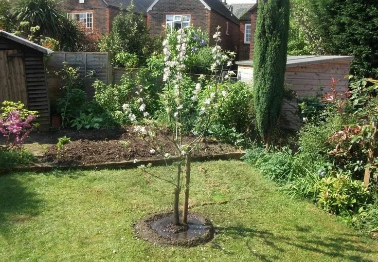 Плодовые деревья на участке фото Как посадить дерево правильно? Plants, Tree, Garden