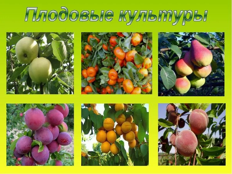 Плодовые деревья описание и фото Световой день плодовых культур