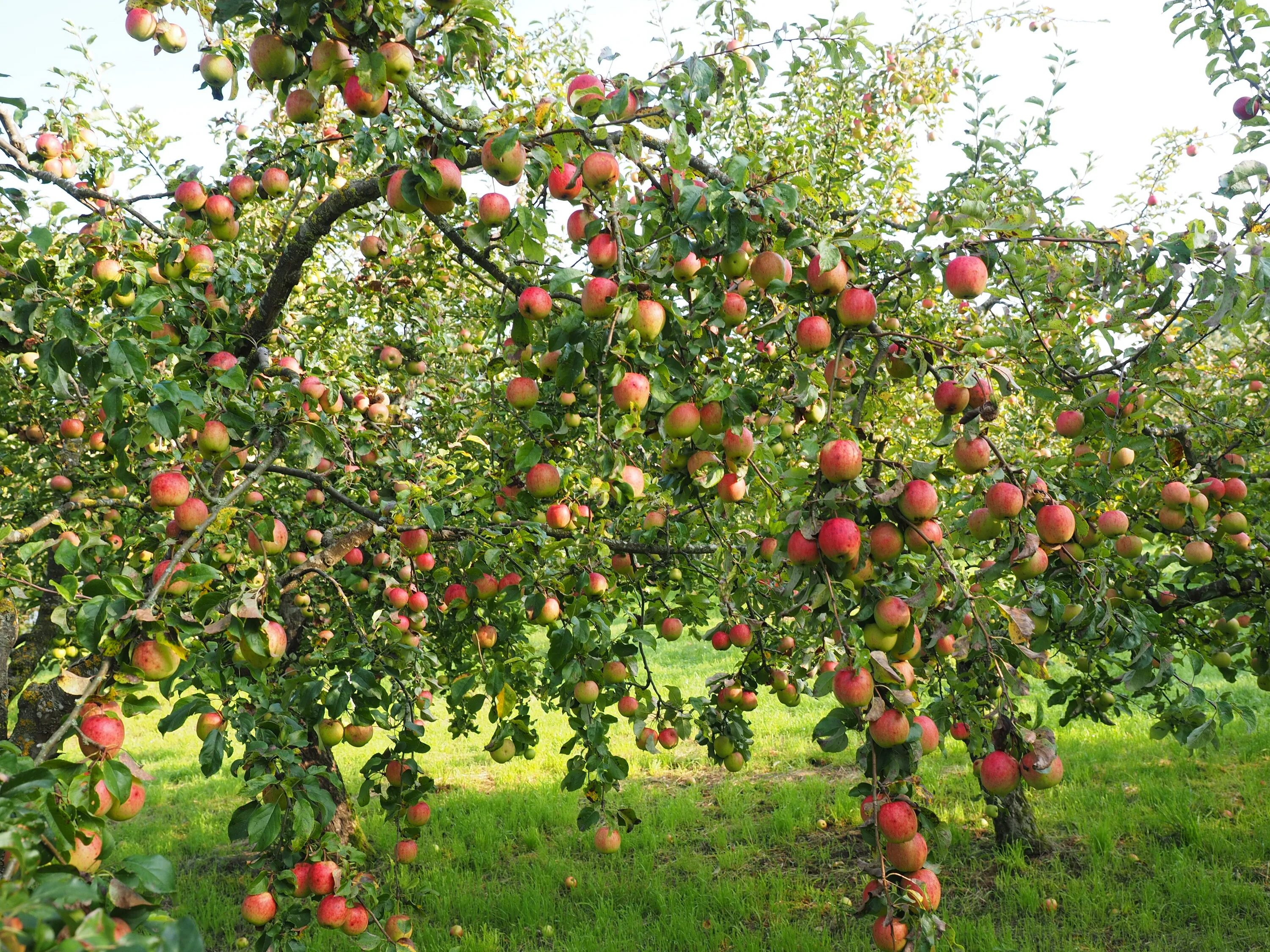 Плодовые деревья описание и фото A large apple orchard free image download
