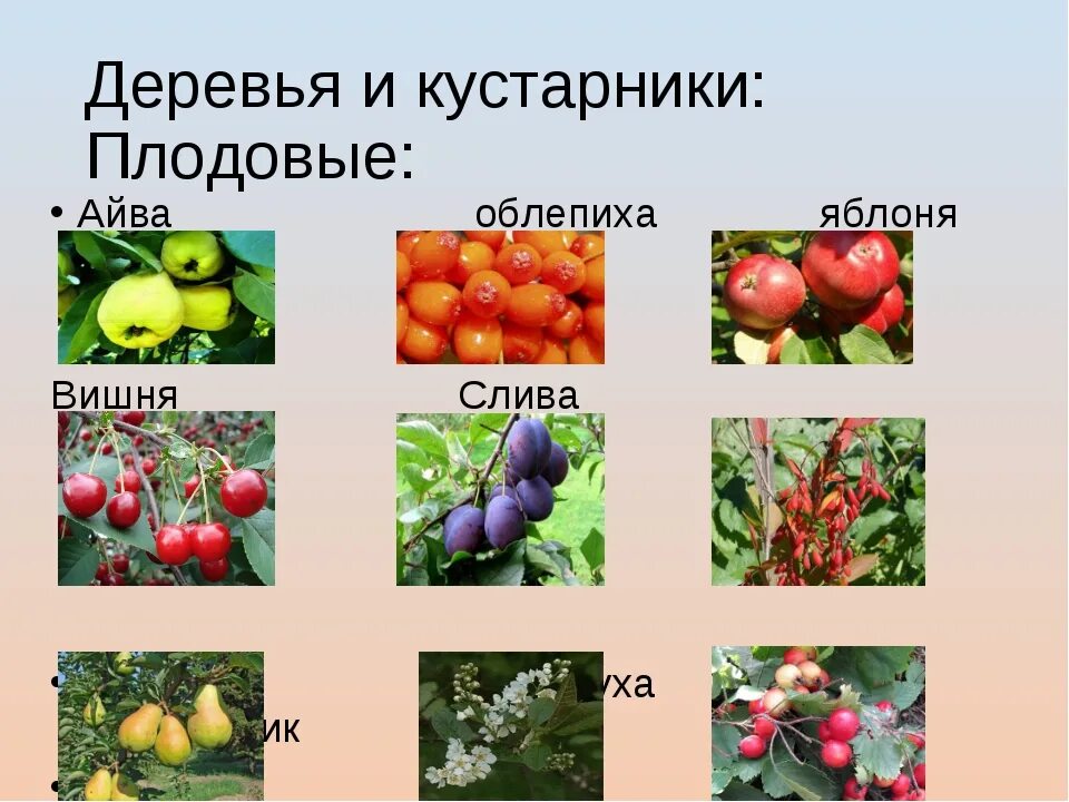 Плодовые деревья описание и фото Плодово ягодные растения примеры фото - DelaDom.ru