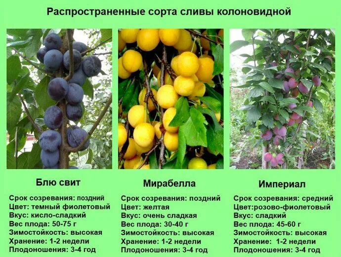 Плодовые деревья описание и фото слива империал описание сорта: 10 тыс изображений найдено в Яндекс.Картинках Gra