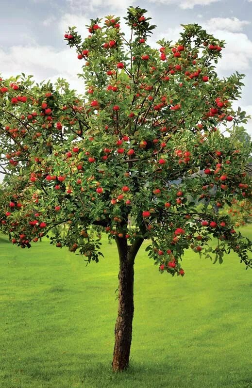 Плодовые деревья описание и фото Gardening - Plant Selection, Climate, Soil Britannica
