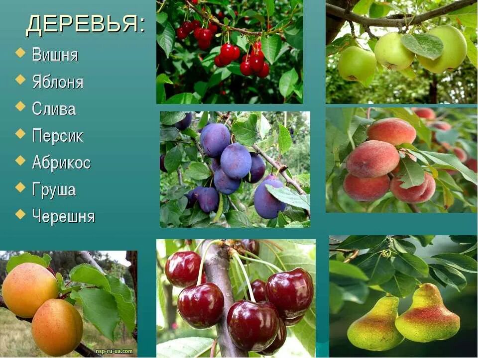 Плодовые деревья описание и фото Плодовые деревья прайс - найдено 83 картинок