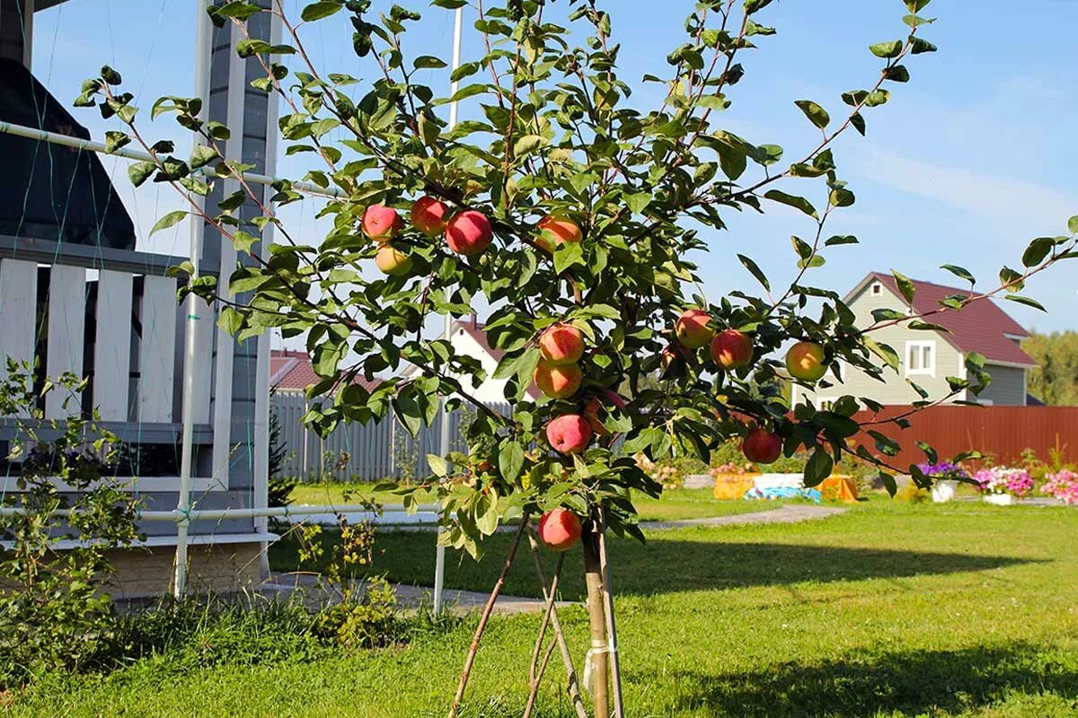 Плодовые деревья описание и фото Restoration of garden trees Society Seldon News