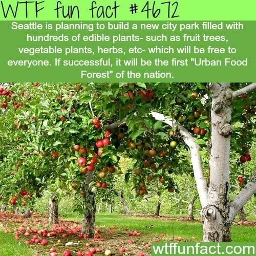 Плодовые деревья описание и фото Coolio Fruit trees, Food forest, Apple garden