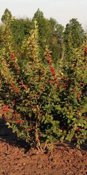 Плодовые кустарники для дачи фото с названиями Купить саженцы Вишня войлочная Пионерка в питомнике. Для сорта Вишня войлочная П