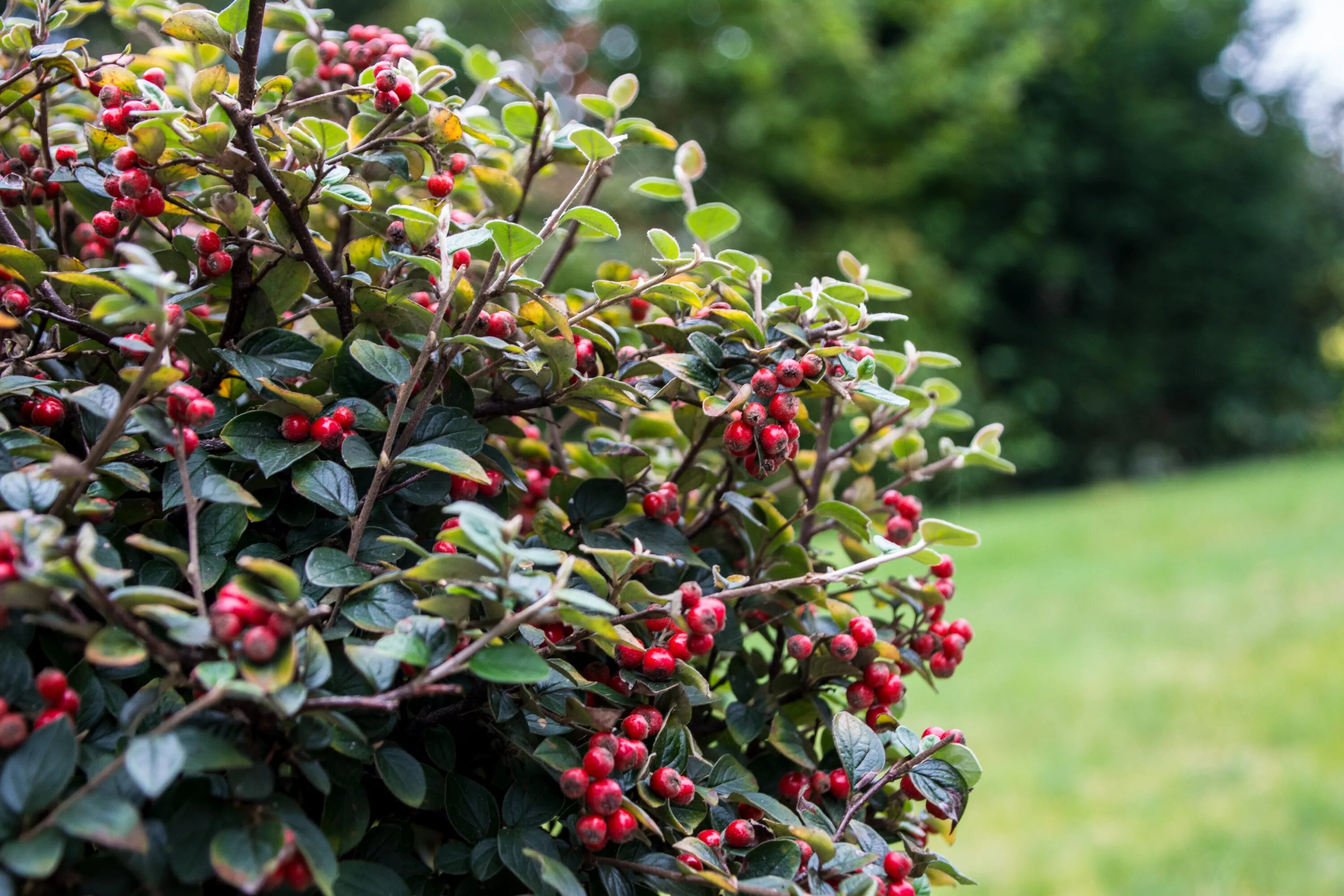 Плодовые кустарники для дачи фото с названиями Free Images : tree, nature, blossom, fruit, berry, leaf, flower, green, red, pro