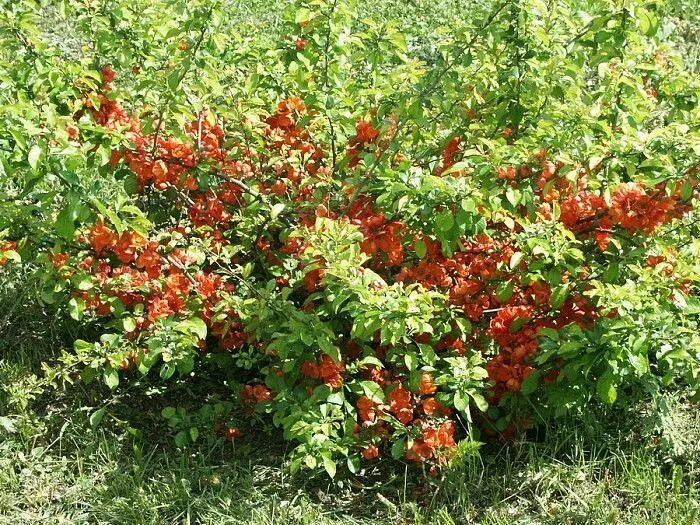 Плодовые кустарники для дачи фото с названиями Айва японская Plants, Garden, Red peppercorn