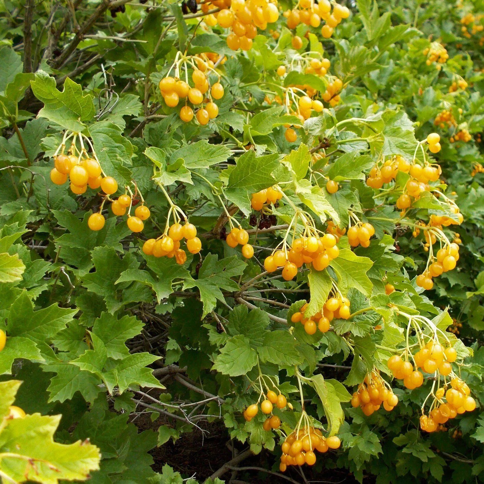 Плодовые кустарники для дачи фото с названиями Viburnum opulus Xanthocarpum - Viorne obier Viorne obier, Arbuste, Jardin d'hort