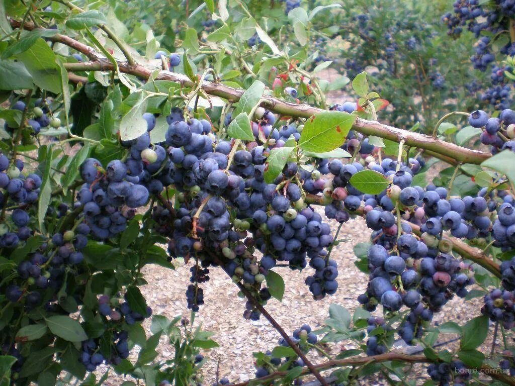 Плодовые кустарники для дачи фото с названиями Лучшие плодовые кустарники для сада