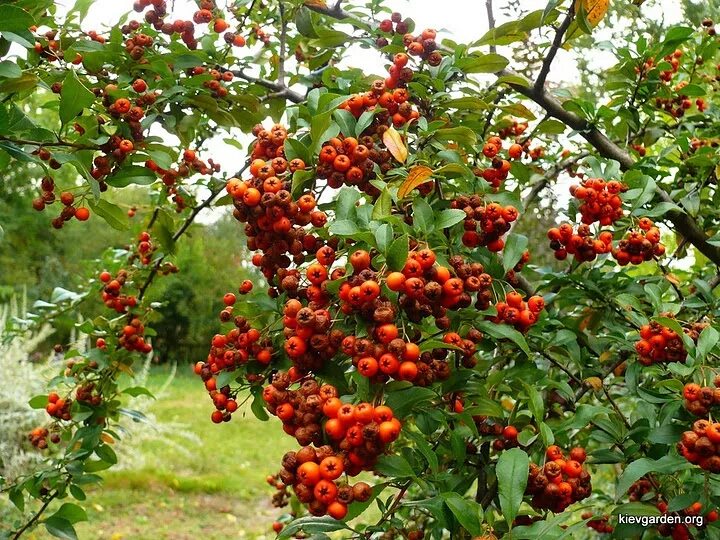 Плодовые кустарники для дачи фото с названиями Кустарники плодовые - CormanStroy.ru