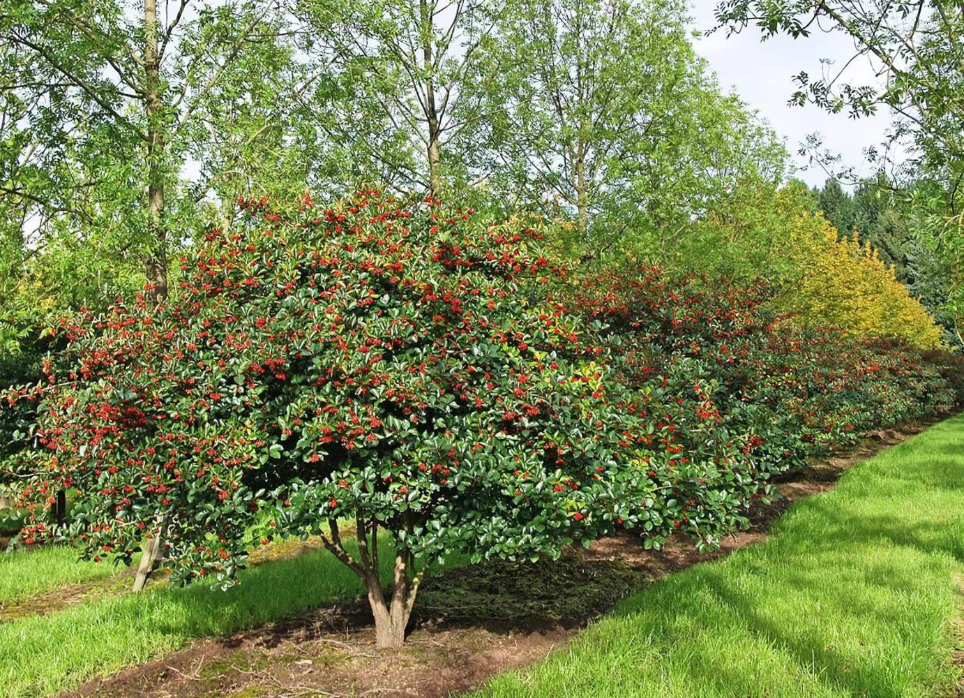 Плодовые кустарники для подмосковья фото Боярышник сливолистный "Prunifolia"
