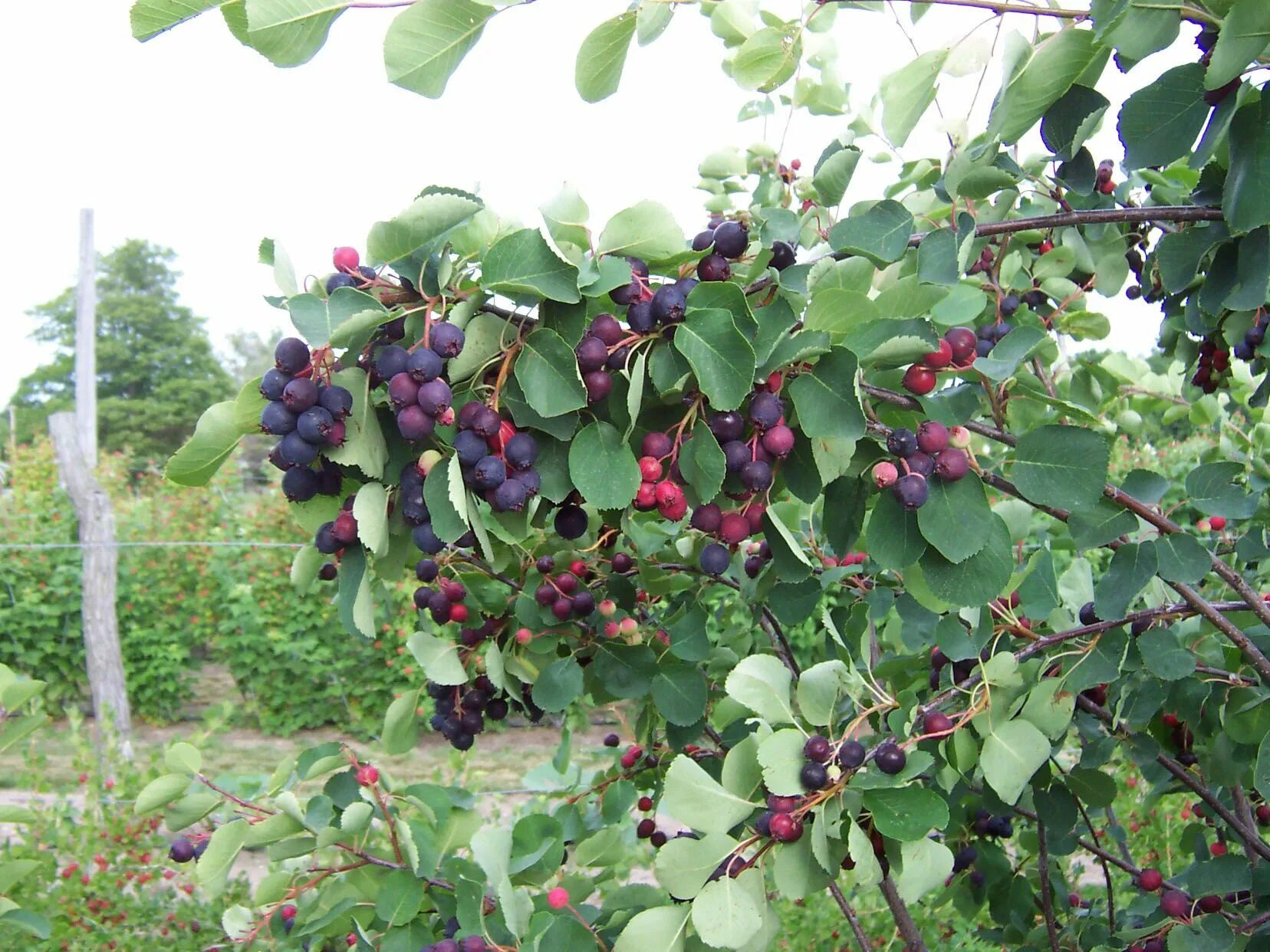 Плодовые кустарники для подмосковья фото Saskatoon Bush for Your Kitchen Garden