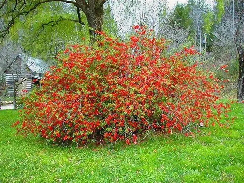 Плодовые кустарники для подмосковья фото Red Flowering Quince Apple Bush Seeds Kleine bäume, Kennenlernen, Sträucher
