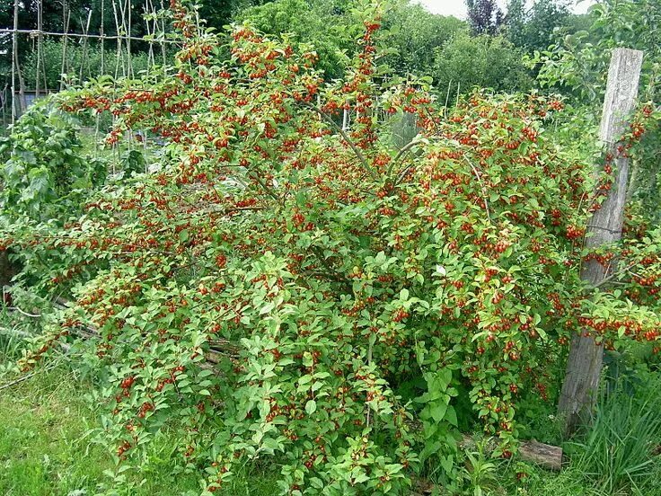 Плодовые кустарники для подмосковья фото Do i dare?! Original post: I planted two goumi shrubs (a Red Gem and Sweet Scarl