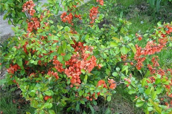 Плодовые кустарники для подмосковья фото Квартира, дом, дача Ornamental plants, Planting flowers, Japanese quince