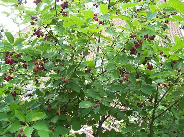 Плодовые кустарники для подмосковья фото и названия Juneberry Berries, Berry bushes, Backyard