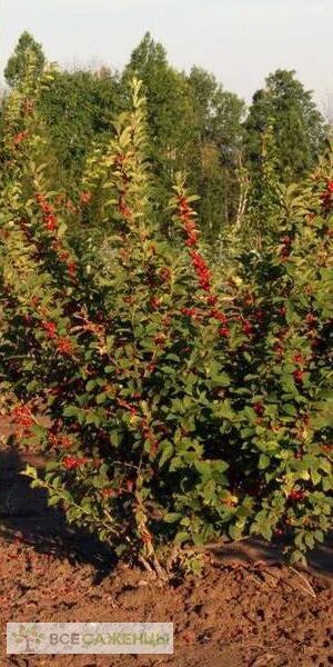 Плодовые кустарники фото Цена на Вишня войлочная Пионерка - купить саженцы