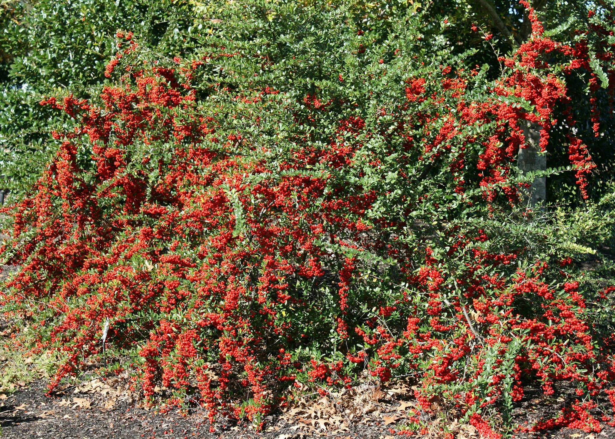 Плодовые кустарники фото Bushes with red berries offer winter garden color Mississippi State University E