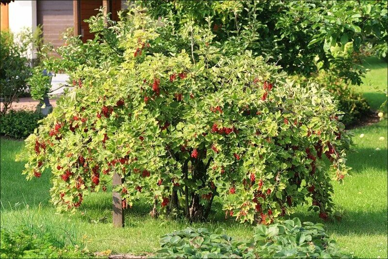 Плодовые кустарники фото название Смородина красная Орловчанка (2 года ЗКС) - купить по выгодной цене на Яндекс Ма