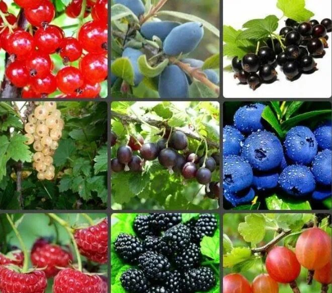 Плодовые кустарники фото название ❗ ВНИМАНИЕ ❗ Дорогие Садоводы, у нас НОВОЕ ПОСТУПЛЕНИЕ саженцев плодово-ягодных 