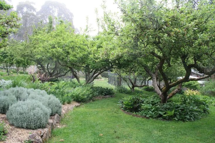 Плодовый ландшафтный дизайн Orchard interplanting Forest garden, Food forest garden, Orchard garden
