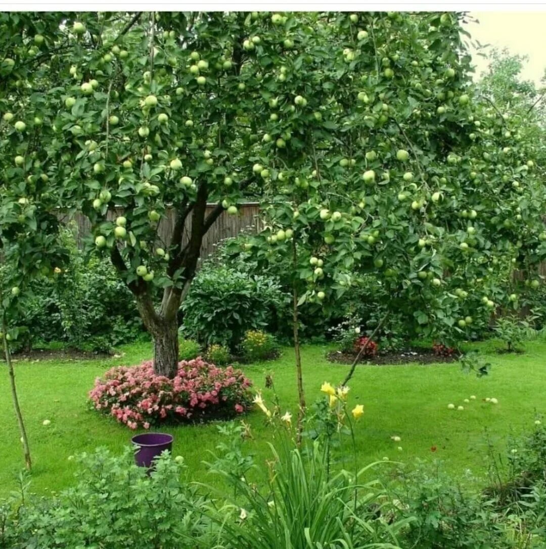 Плодовый сад на участке фото Сад или огород?? Ласточкино гнездо Дзен