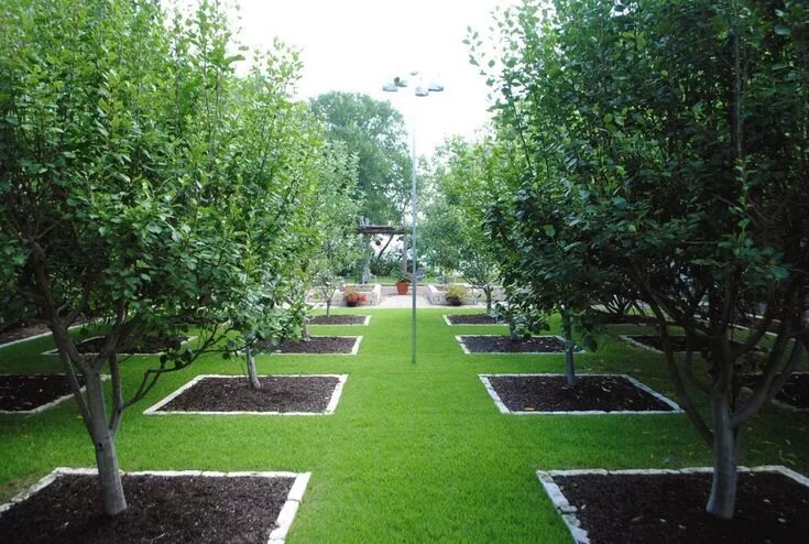 Плодовый сад на участке фото Orchard and Vegetable Garden - Gardenista Tree garden design, Orchard garden, Fr