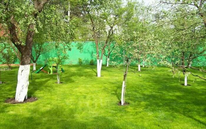 Плодовый сад на участке фото Все о тенелюбивых плодовых деревьях и кустарниках: какие деревья любят тень Куст