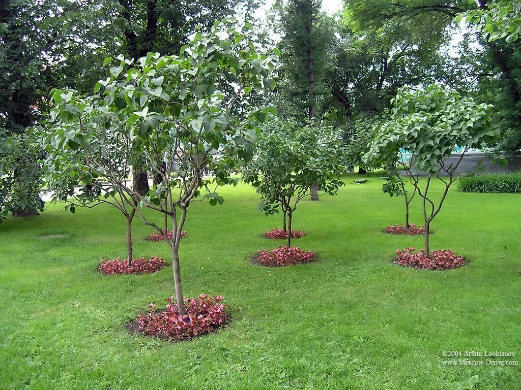 Плодовый сад в ландшафтном дизайне Small Trees For Landscaping Small trees, Alexander Garden Home/Gardening Small t