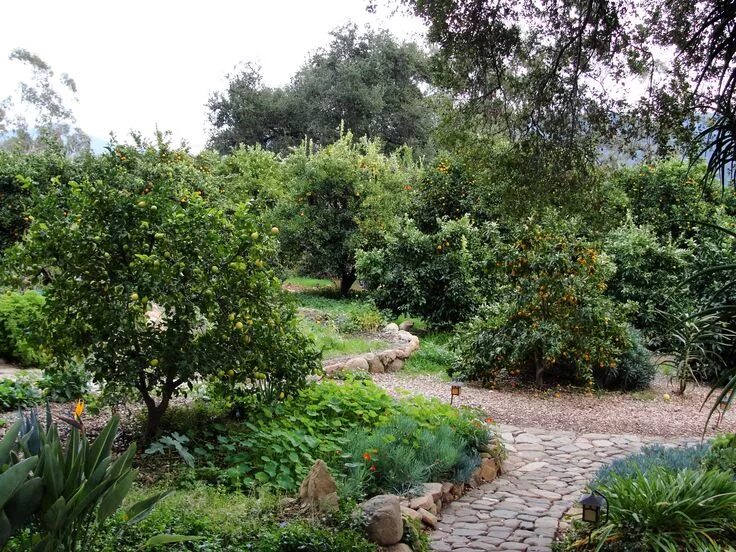 Плодовый сад в ландшафтном дизайне фото Backyard Orchard Orchard garden, Orchard design, Vegetable garden design