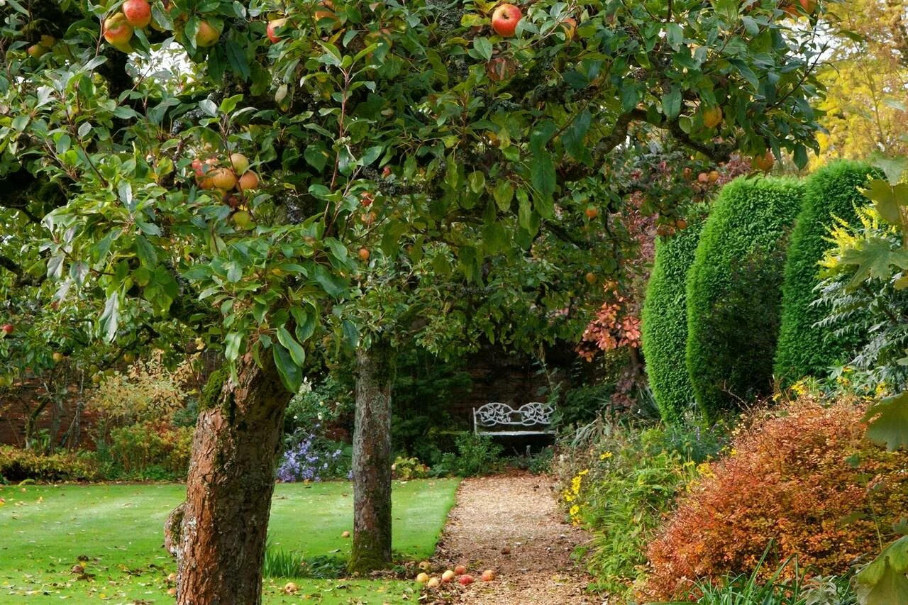Плодовый сад в ландшафтном дизайне фото The Apple Trees to Pick for a Home Garden - WSJ