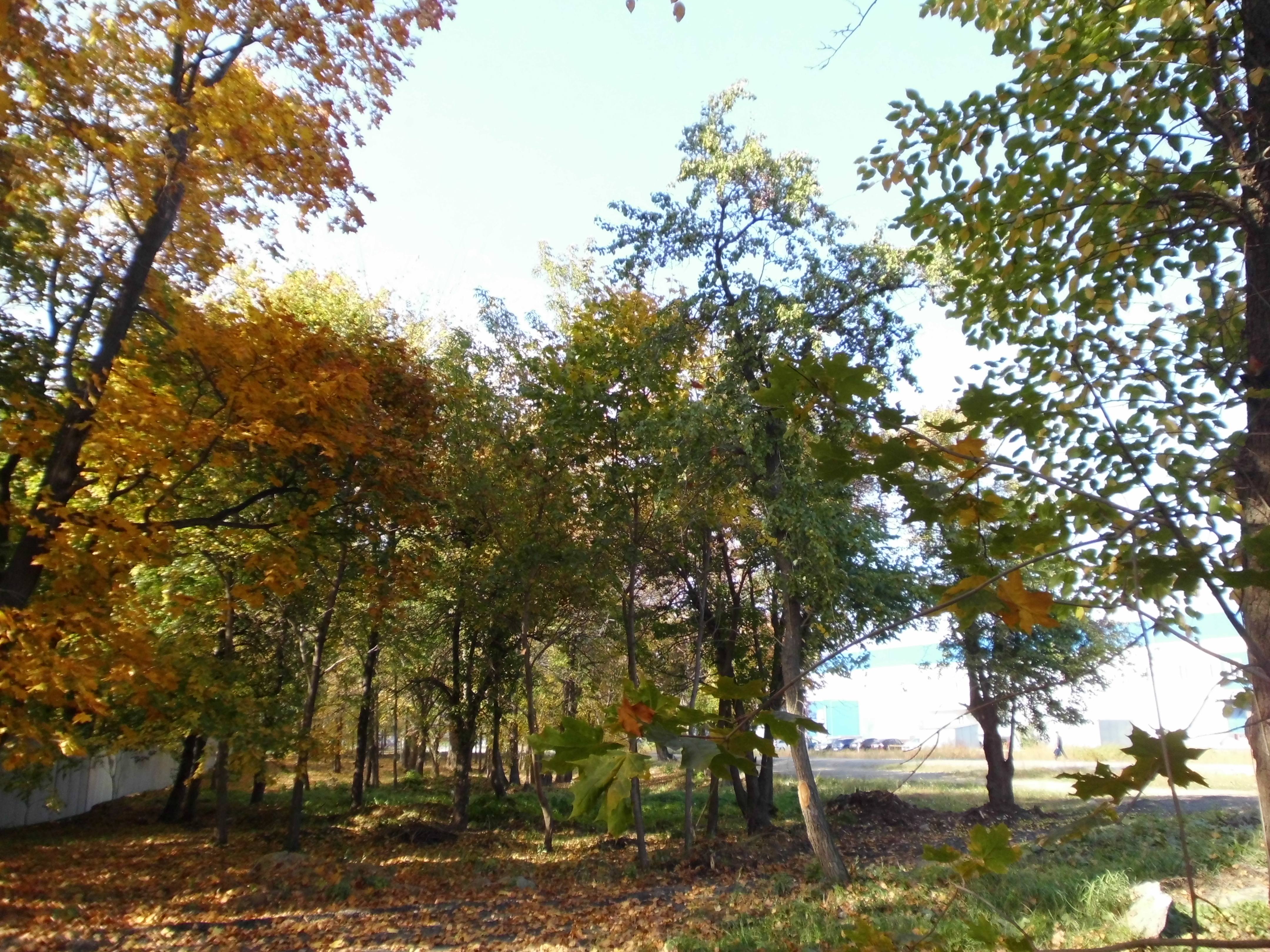 Плодушка челябинск фото File:Плодушка (остатки) - Челябинск f008.jpg - Wikimedia Commons