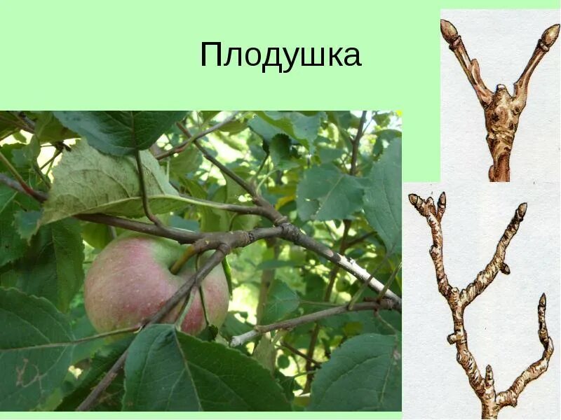 Плодушки на яблоне и груше фото Плодушки - MosRosa.ru