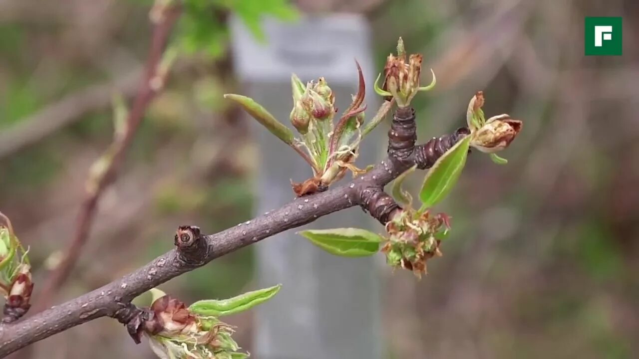 Плодушки на яблоне и груше фото Прививка плодово ягодных деревьев Советы заслуженного агронома FORUMHOUSE - YouT