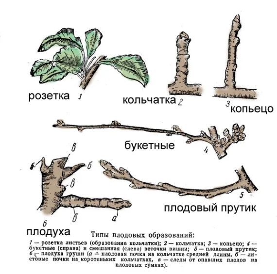 Плодушки на яблоне и груше фото Учимся отличать плодовые ветки дерева от листовых: описание основных типов побег
