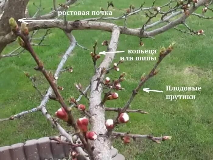Плодушки на яблоне и груше фото Как отличить плодовые почки на деревьях. Какие почки на деревьях - Uhistory.ru