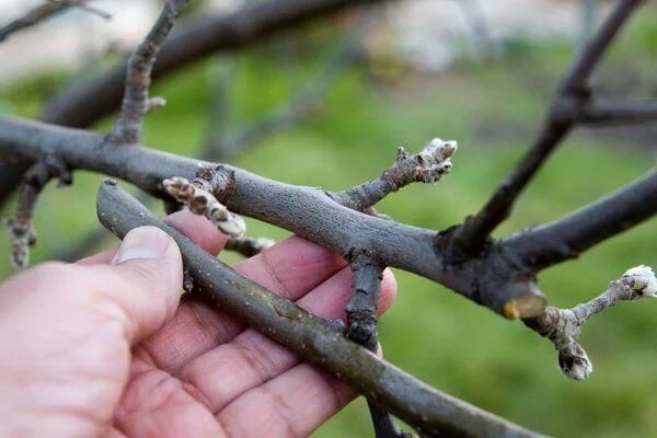 Плодушки на яблоне и груше фото Whip Grafting Grafting, Grafting plants, Propagating plants
