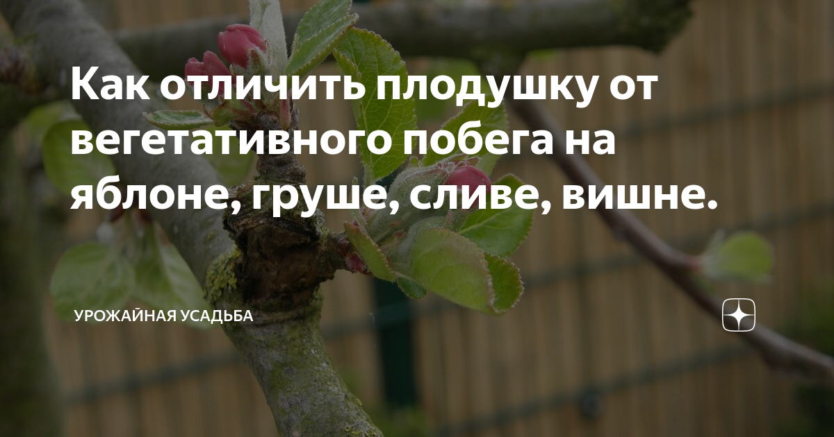 Плодушки на яблоне и груше фото Как отличить плодушку от вегетативного побега на яблоне, груше, сливе, вишне. Ур